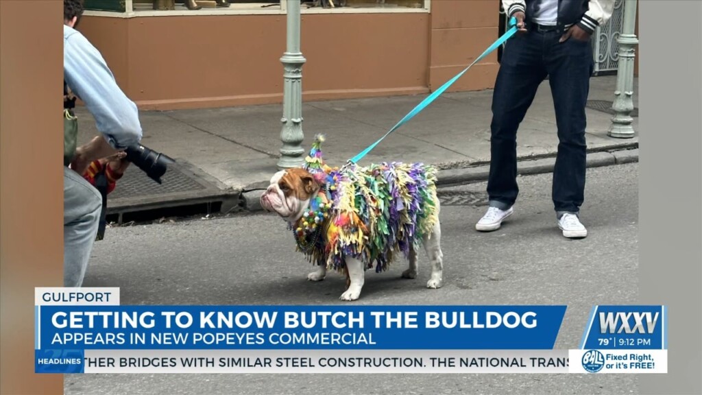 Getting To Know Butch The Bulldog