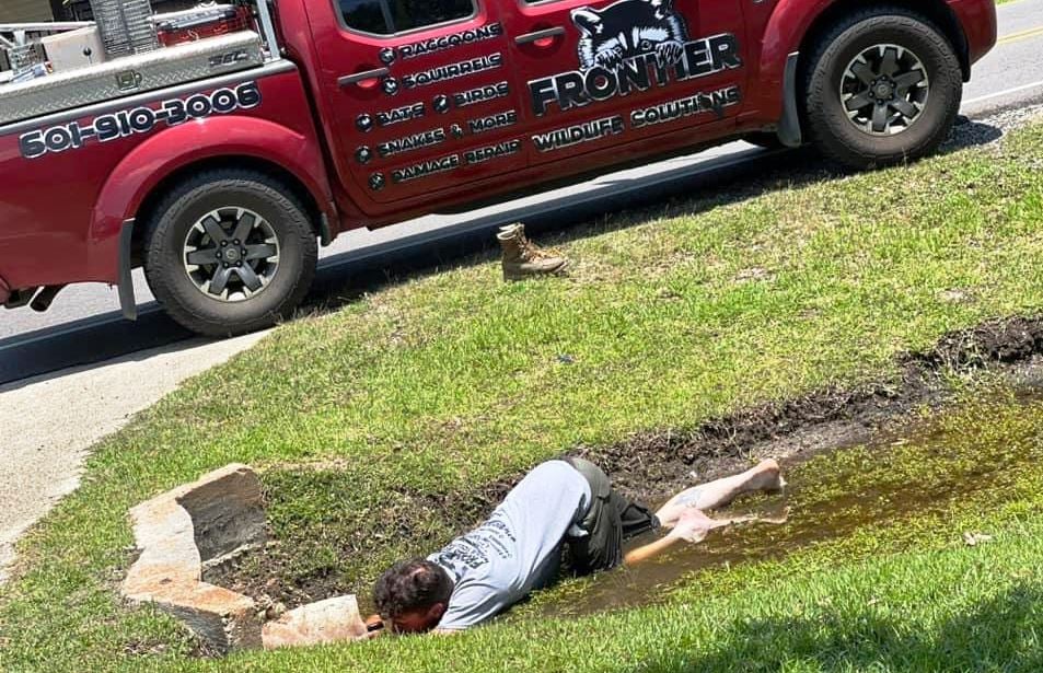 Gator Capture