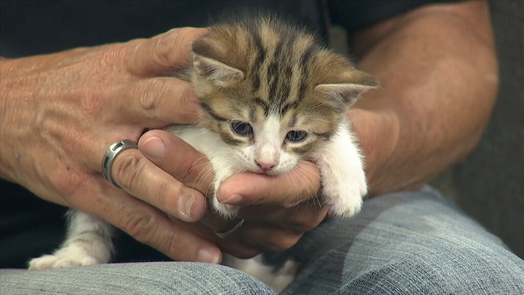 Pet Of The Week: Alex Is Looking For A Forever Home!