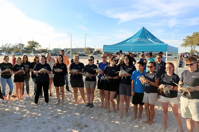 Turtle Release1