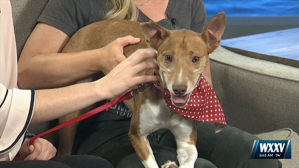 Humane Society Of South Mississippi Hero Open House