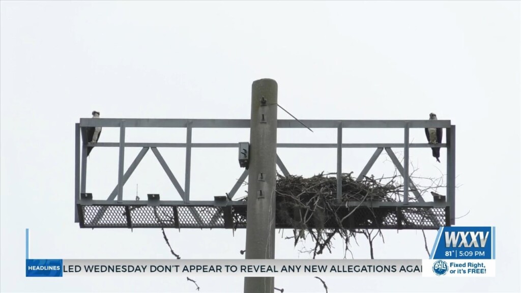 Eagles Nesting By Abandoned Ball Park In Biloxi