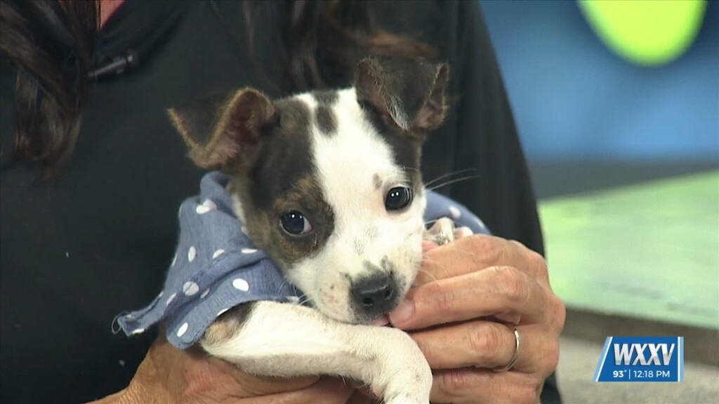 Pet Of The Week: Chase Is Looking For A Forever Home!