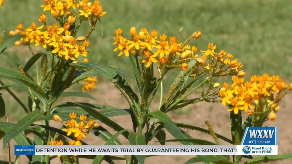 Pollinator Garden Opens In D’iberville