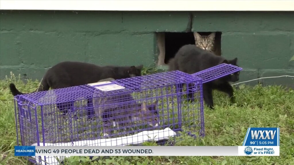 Feral Cats An Issue In Harrison County