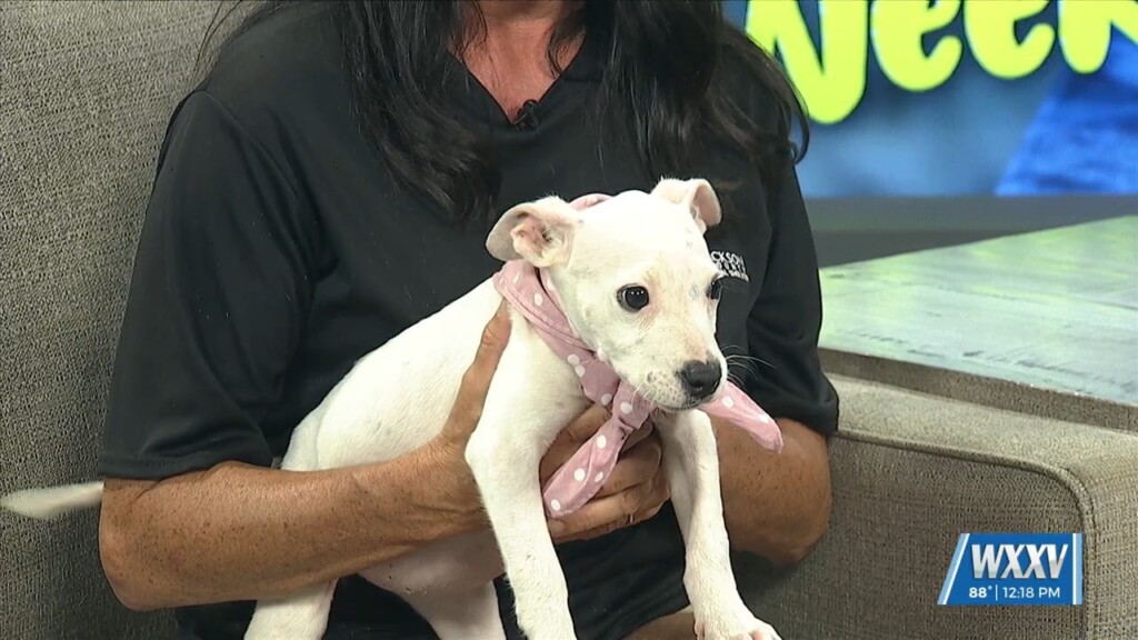 Pet Of The Week: Pinky Is Looking For A Forever Home
