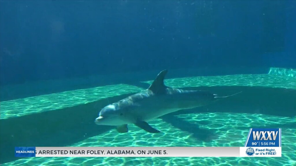 Camp Aqua At The Mississippi Aquarium Kicks Off With First Session Of The Summer