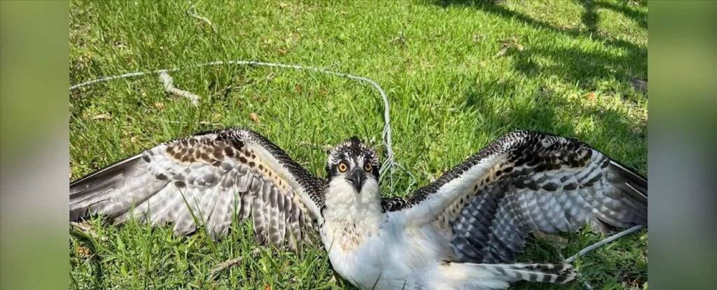 Animal Control Officer Rescues Injured Osprey In Moss Point