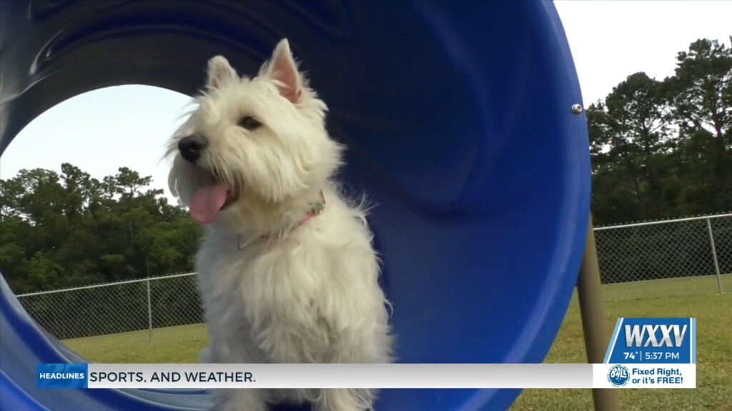 City Of D’iberville Opens First Dog Park