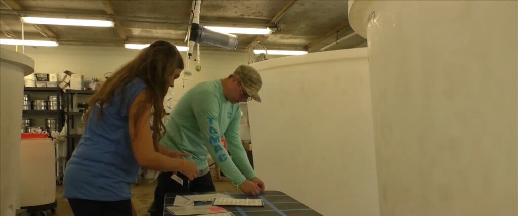 Restoring The Oyster Population On The Gulf Coast