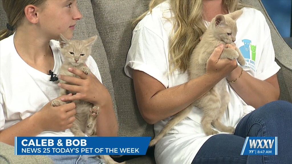 Pet Of The Week: Caleb And Bob Are Looking For Forever Homes!