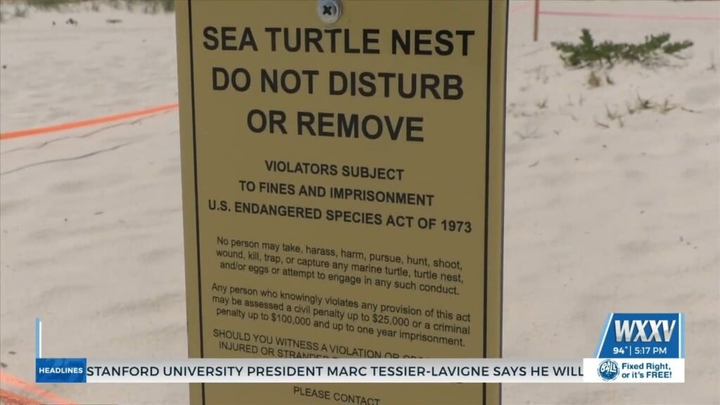 Rare Sea Turtle Nest Found In Pass Christian