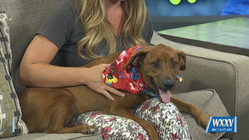Pet Of The Week: Liam Is Looking For A Forever Home