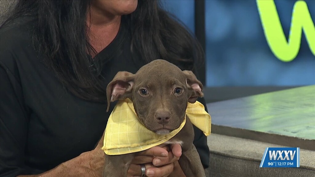 Pet Of The Week: Piper Is Looking For A Forever Home