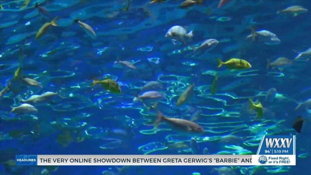 Mississippi Aquarium Offering Free Admission To Teachers This Weekend