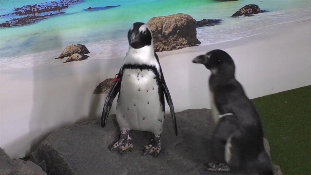 Meet And Greet With Penguins At The Mississippi Aquarium