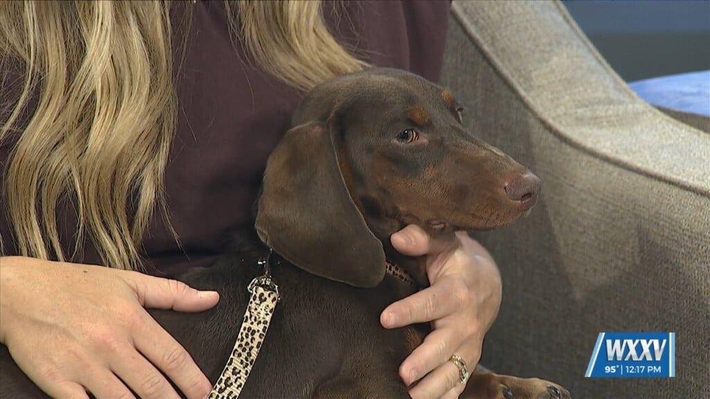 Rock N Roller Over For Humane Society Of South Mississippi