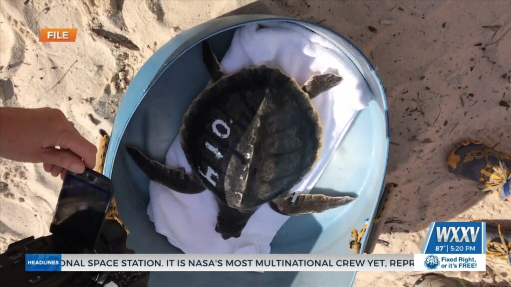 Sea Turtle Release Being Rescheduled Due To Idalia
