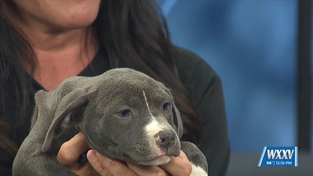 Pet Of The Week: Ocean Is Looking For A Forever Home