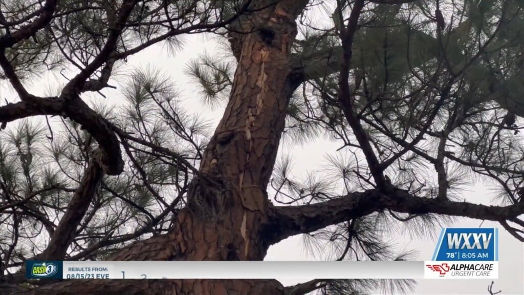 Lightning Strike Hits Tree At Bayou Vista Golf Course