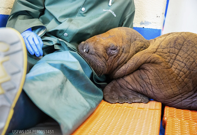 Walrus