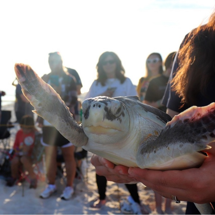 Turtlee