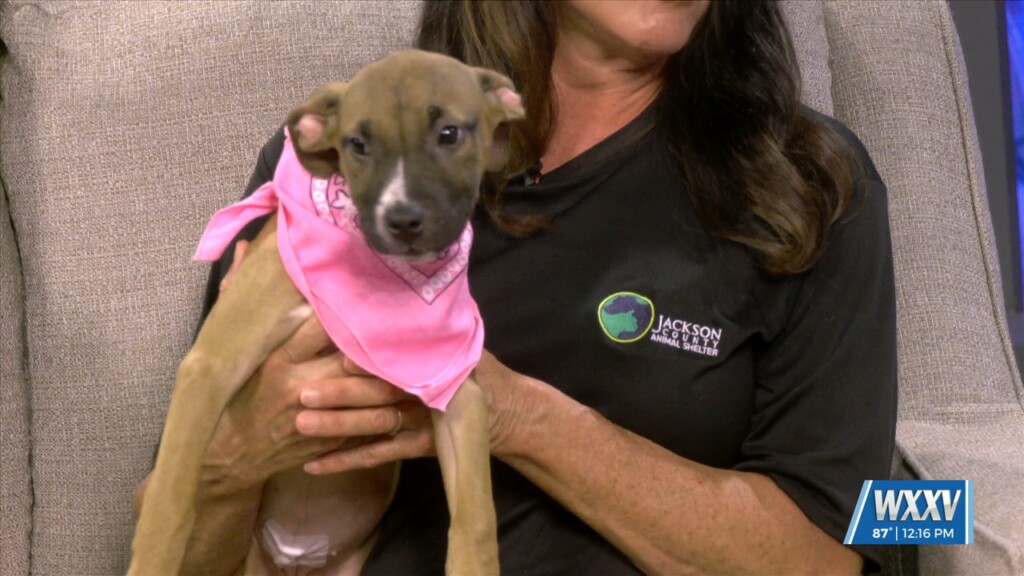 Pet Of The Week: Boo Is Looking For A Forever Home!