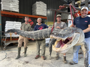 Alligator