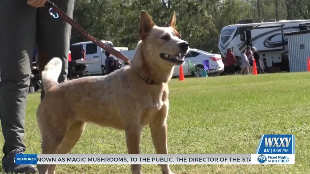Gulf Coast American Kennel Club Holding Paws Under The Oaks Event