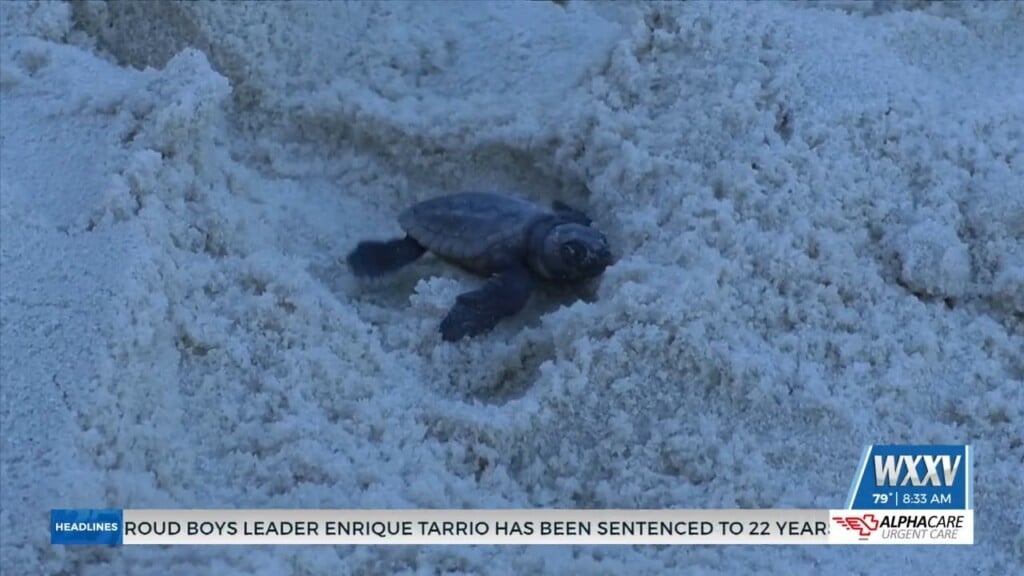Imms Releases Sea Turtles Into Mississippi Sound