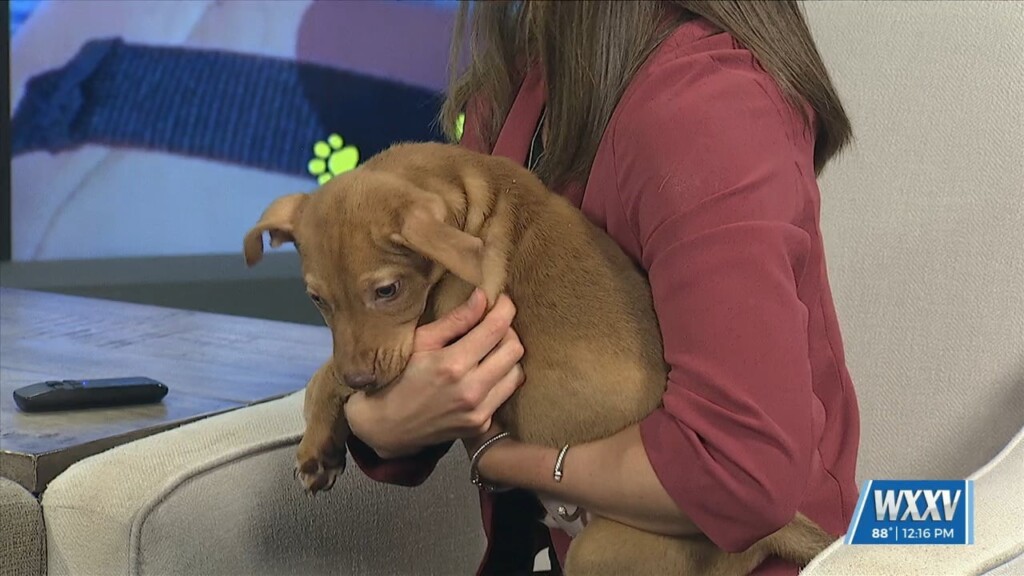 News 25 Pet Of The Week: Wiggles Is Looking For A Forever Home