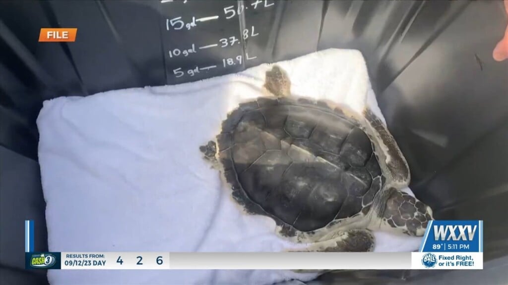Kemp’s Ridley Sea Turtle Release Thursday In Biloxi
