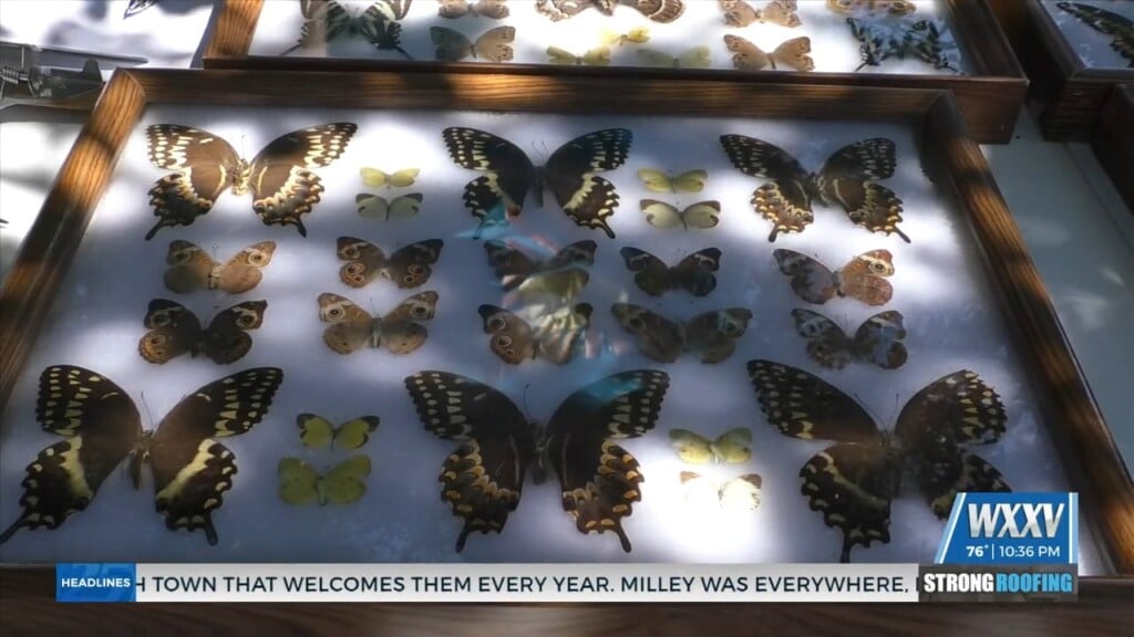 Community Comes Out For Butterflies In The Pass Monarch Festival