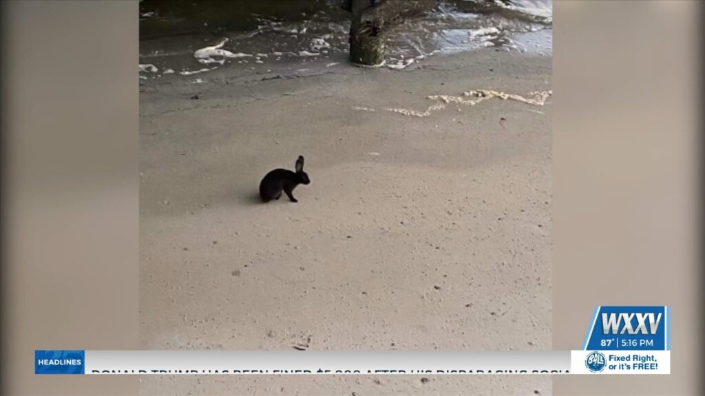 Bunny Abandoned On Biloxi Beach Finds New Home