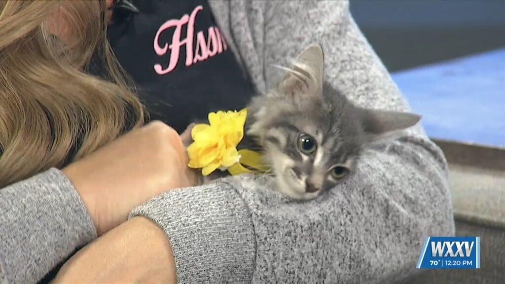 Caturday Brunch Fundraiser For Hssm