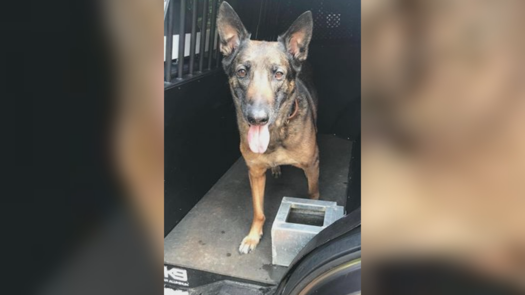 K9