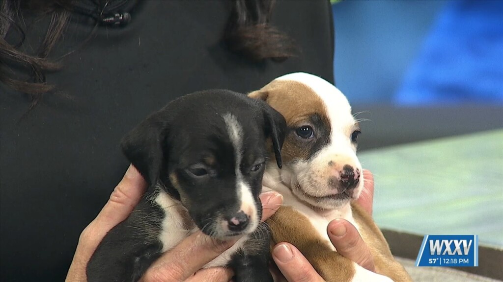 News 25 Pet Of The Week: Ghost And Goblin Are Looking For Forever Homes