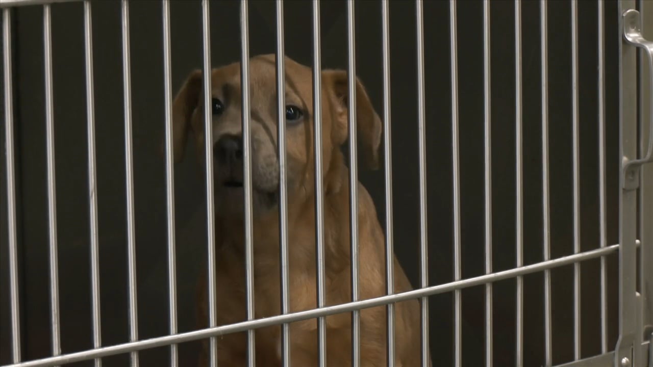 Jackson County Animal Shelter holding pet adoption drive this weekend