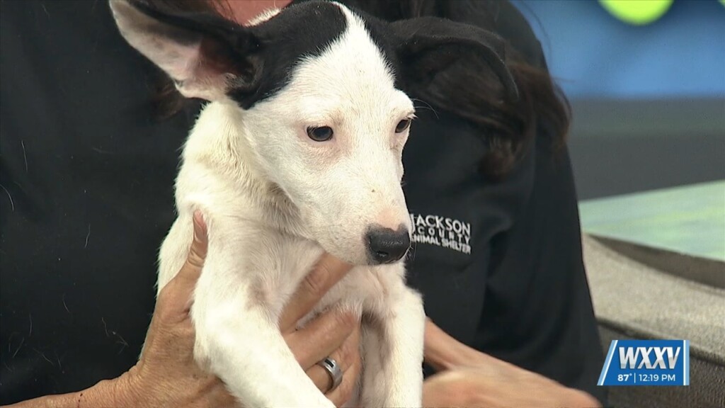 News 25 Pet Of The Week: Butterfly Is Looking For A Forever Home