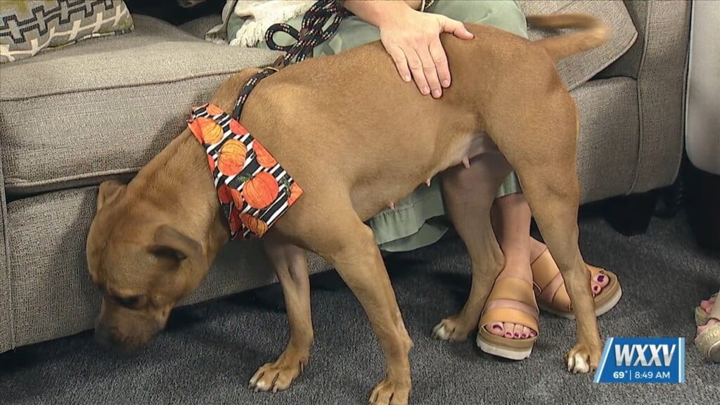 Pet Of The Week: Maple Is Looking For A Forever Home