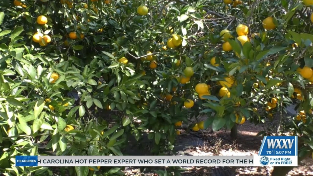 Mert’s Satsumas In Gulfport Opens For Season
