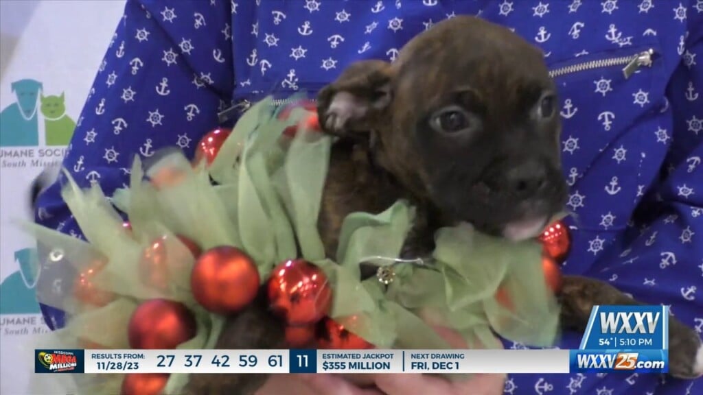 Bissell Sponsors Pet Adoption Fee For "holiday Hope" Event At Hssm