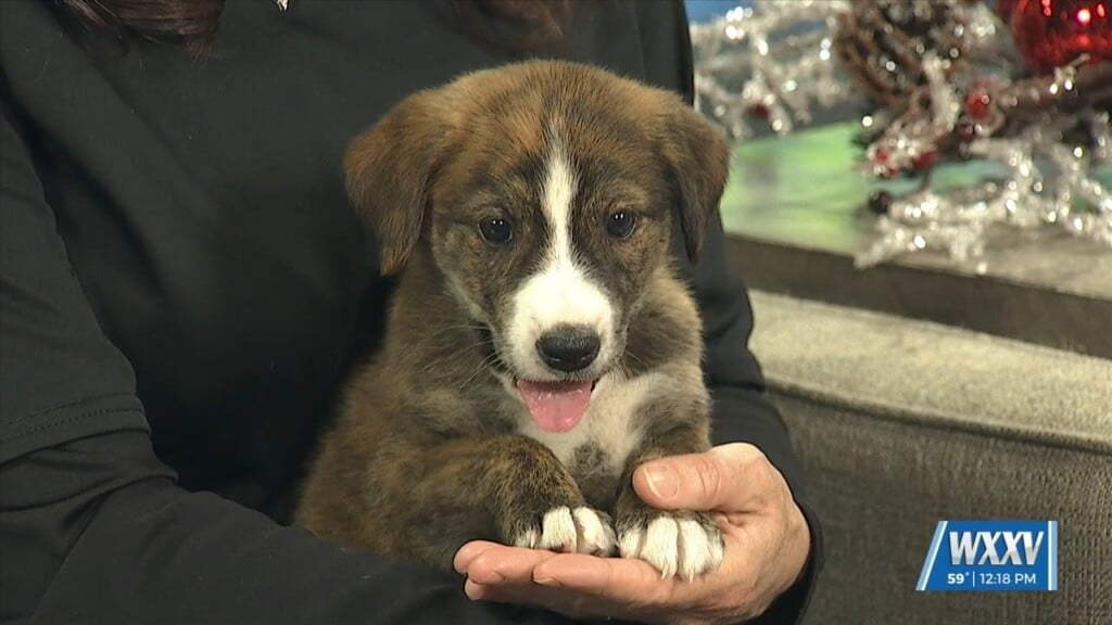 Wxxv Pet Of The Week: River Is Looking For A Forever Home!