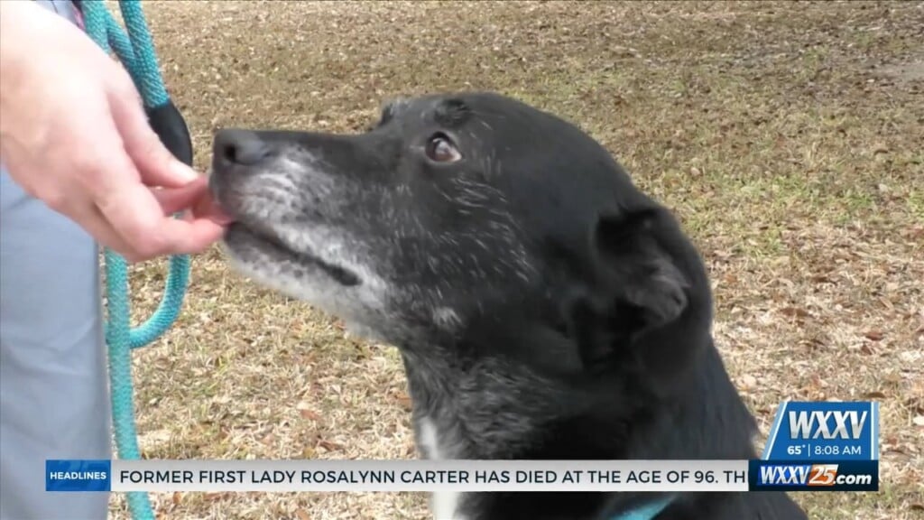 Hssm Offers Low Cost Adoptions For Senior Animals At Shelter
