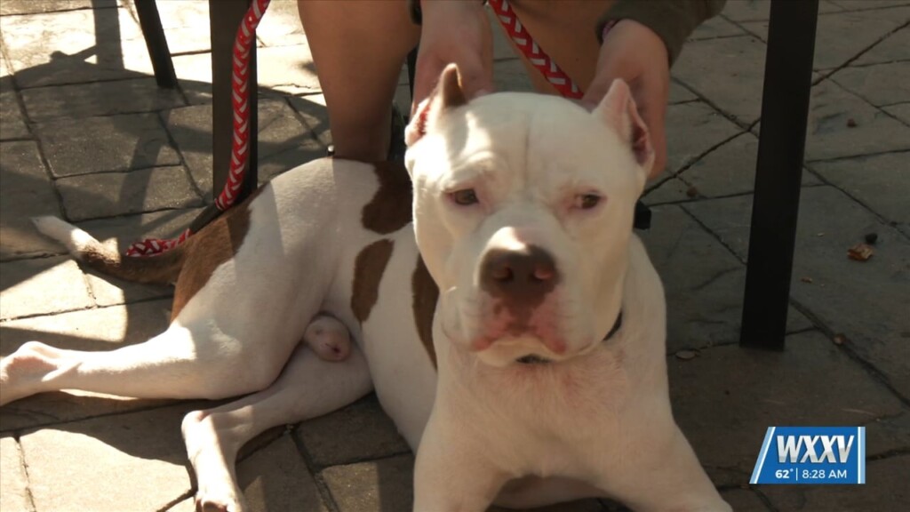 Jackson County Animal Shelter Holds Adoption Drive