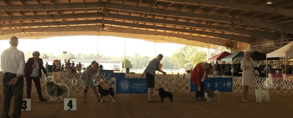 12th Annual Southern Harvest Cluster Dog Show At Harrison County Fairgrounds