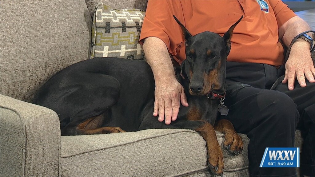 Southern Harvest Cluster Dog Show This Weekend