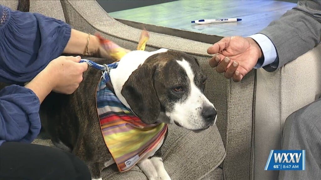 Pet Of The Week: George Is Looking For A Forever Home