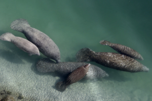 Manatees