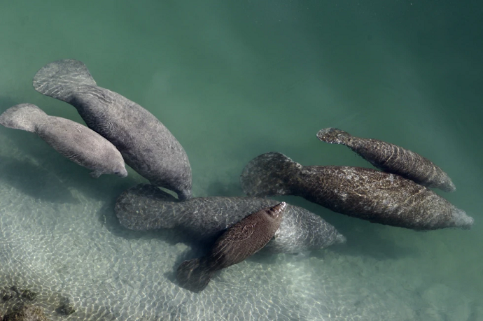 Manatees